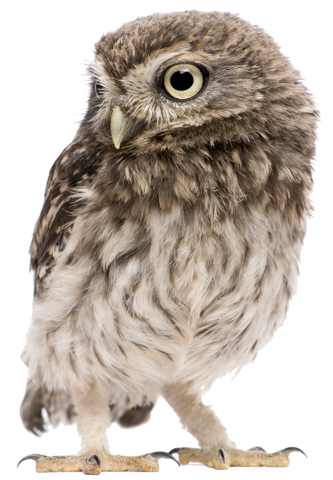 braymor-owl